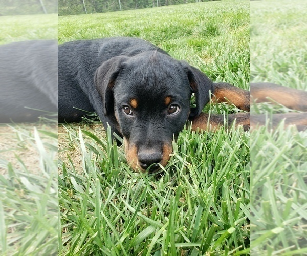 Medium Photo #7 Rottweiler Puppy For Sale in STEUBENVILLE, OH, USA