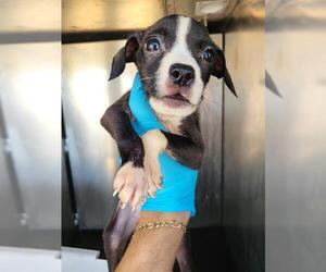 Mutt Dogs for adoption in San Antonio, TX, USA