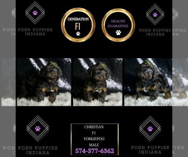 Medium Photo #130 YorkiePoo Puppy For Sale in WARSAW, IN, USA