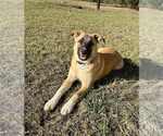 Small Anatolian Shepherd