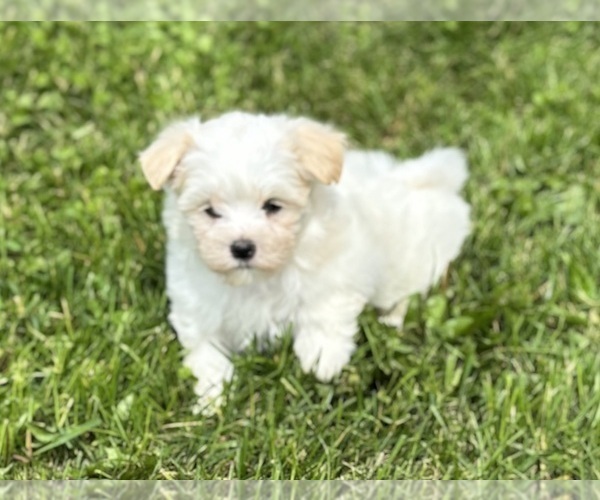 Medium Photo #4 Maltese Puppy For Sale in ROCK STREAM, NY, USA
