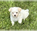 Small #3 Maltese