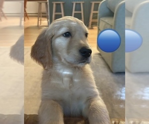 Medium Golden Retriever