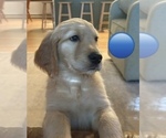 Puppy Blue Golden Retriever