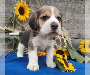 Beagle Puppy for sale in COEUR D ALENE, ID, USA