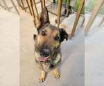 Small German Shepherd Dog Mix