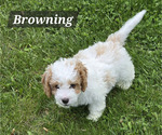 Small #3 Cavapoo