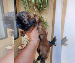 Shih Tzu Puppy for sale in SPG VALLEY LK, CA, USA