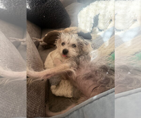 Medium Photo #4 Maltese Puppy For Sale in Wheaton, IL, USA