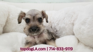 Schnauzer (Standard) Puppy for sale in LA MIRADA, CA, USA