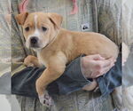 Small #1 American Staffordshire Terrier-Boxer Mix