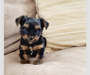 Yorkshire Terrier Puppy for Sale in WEST HARTFORD, Connecticut USA