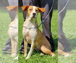 Small #8 Boxer-Rhodesian Ridgeback Mix