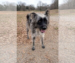 Mutt Dog for Adoption in Shelburne, Vermont USA