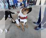 Small #6 German Shepherd Dog Mix