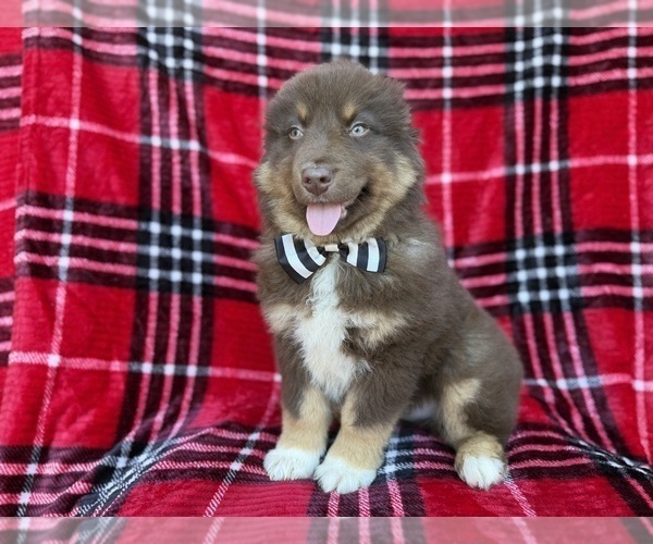 Medium Photo #6 Miniature Australian Shepherd Puppy For Sale in LAKELAND, FL, USA