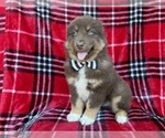 Small #5 Miniature Australian Shepherd