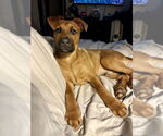 Small #3 Mutt