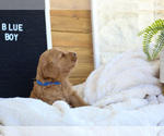 Small Photo #8 Goldendoodle (Miniature) Puppy For Sale in FARR WEST, UT, USA