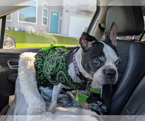 Betsy - Female Boston Terrier Dog for Adoption - Photo #5