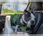Small #4 Boston Terrier