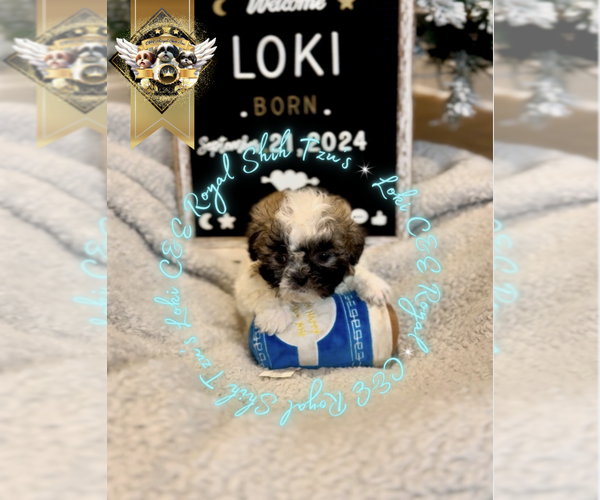 Medium Photo #1 Shih Tzu Puppy For Sale in ATHENS, GA, USA