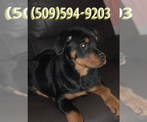 Rottweiler Puppy for sale in WAPATO, WA, USA