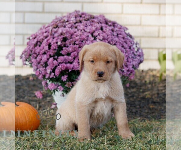 Medium Photo #2 Labrador Retriever Puppy For Sale in MORGANTOWN, PA, USA