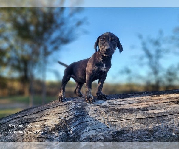 Medium Photo #2 Catahoula Leopard Dog Puppy For Sale in CUMBY, TX, USA