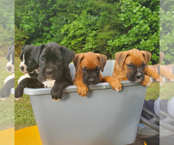 Medium Photo #1 Boxer Puppy For Sale in STONY POINT, NC, USA