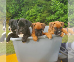 Small Photo #1 Boxer Puppy For Sale in STONY POINT, NC, USA