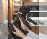 Puppy Dark Pink Colla Presa Canario