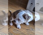 Small Photo #10 American Bully Puppy For Sale in GETTYSBURG, PA, USA