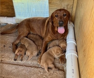 Mother of the Labrador Retriever puppies born on 08/26/2023