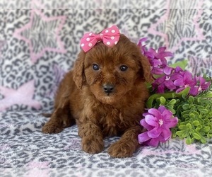 Goldendoodle-Poodle (Miniature) Mix Puppy for sale in CEDAR LANE, PA, USA
