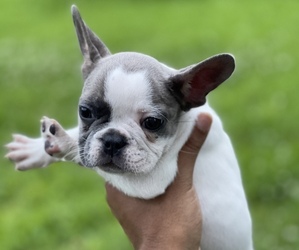French Bulldog Puppy for sale in GENTILLY, LA, USA