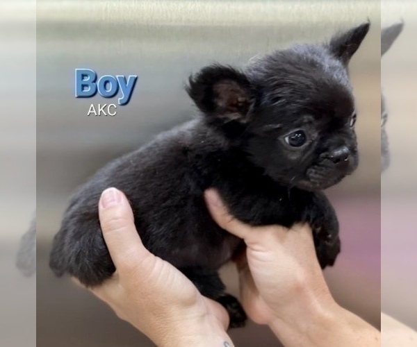 Medium Photo #7 French Bulldog Puppy For Sale in SANTA MONICA, CA, USA
