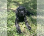 Small Photo #2 Cane Corso-Goldendoodle Mix Puppy For Sale in TEMPLE HILLS, MD, USA
