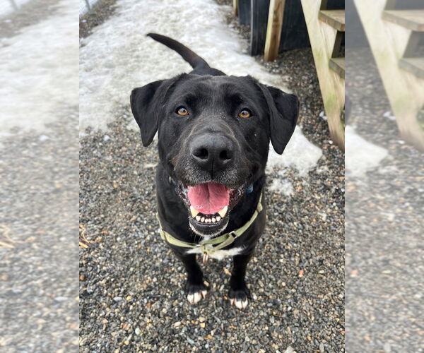 Medium Photo #5 Mutt Puppy For Sale in Elmsford, NY, USA