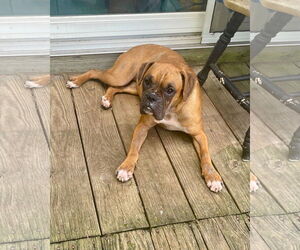 Boxer Dogs for adoption in Dumont, NJ, USA