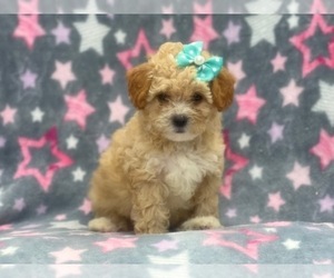 Havashu-Poodle (Miniature) Mix Puppy for sale in LAKELAND, FL, USA