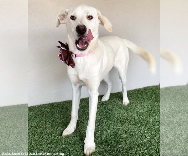 Medium Photo #4 Mutt Puppy For Sale in San Diego, CA, USA