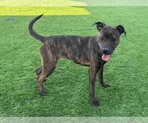 Black and Tan Coonhound-Unknown Mix Dogs for adoption in Grand Prairie, TX, USA