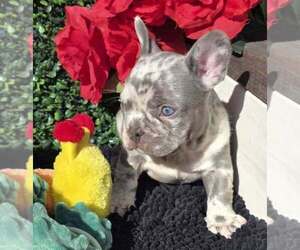 French Bulldog Puppy for sale in BOSTON, KY, USA