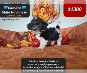 Havanese Puppy for sale in TUCSON, AZ, USA