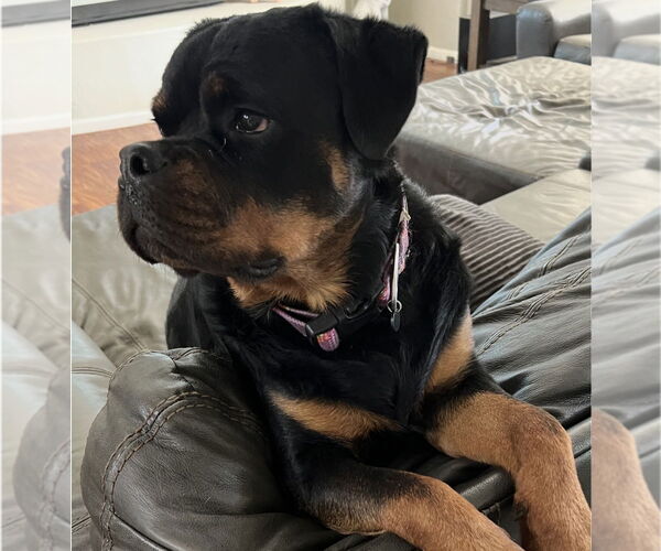 Medium Photo #2 Rottweiler Puppy For Sale in Gilbert, AZ, USA