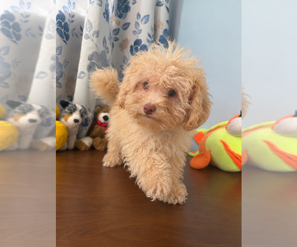 Medium Photo #22 Bichpoo Puppy For Sale in DURHAM, CT, USA