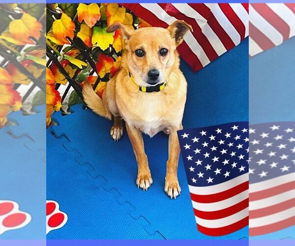 Medium Photo #2 Chiweenie Puppy For Sale in Greenville, SC, USA