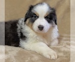Small Photo #14 Australian Shepherd Puppy For Sale in EUSTIS, FL, USA