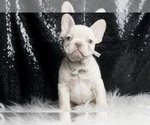 Small #1 French Bulldog